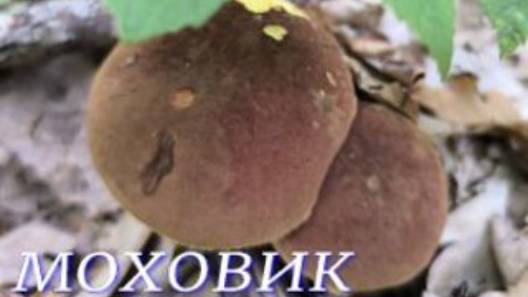 №1090/ В ЛЕС по ГРИБОЧКИ!!! ( Моховики, Сыроежки) смотреть онлайн