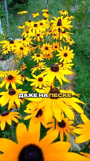 Посадил и Забыл: Цветут До Осени и Без Полива!🌺 смотреть онлайн