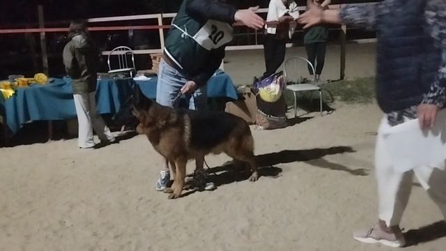 РАБОЧИЙ КОБЕЛИ / КЧК НОВОРОССИЙСК 13 июня`25 Ю.Овсянникова Моно немецких овчарок