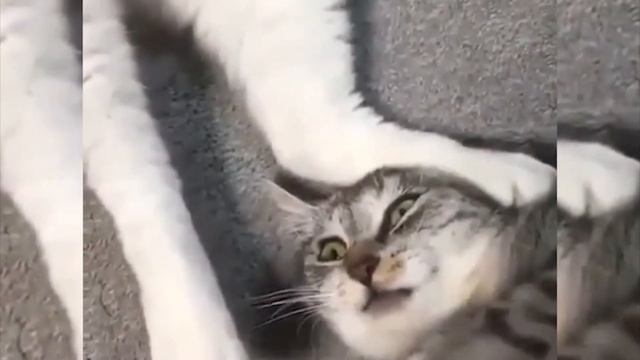 BestCOubs #4 | Best Fails | Awesome | Funny | Coub | Лучшие Неудачи | Смешные | Кубы