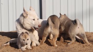 Щенки на песке