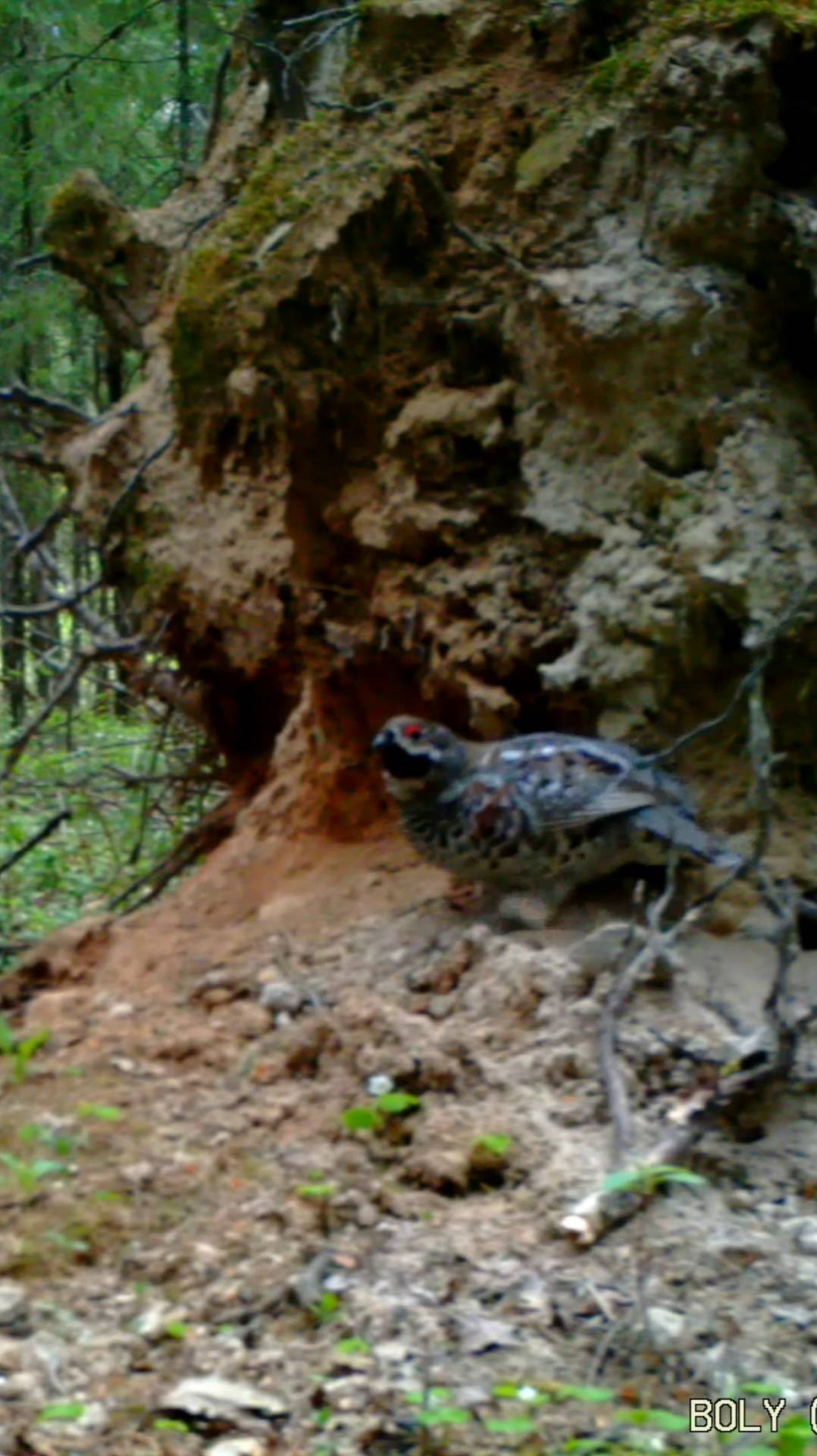 Рябчик у выворотня. смотреть онлайн