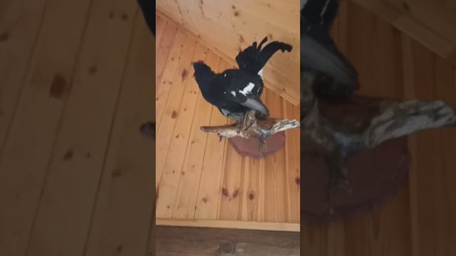 ЧУЧЕЛО ГОТОВО смотреть онлайн