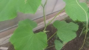 Результат прививки огурца