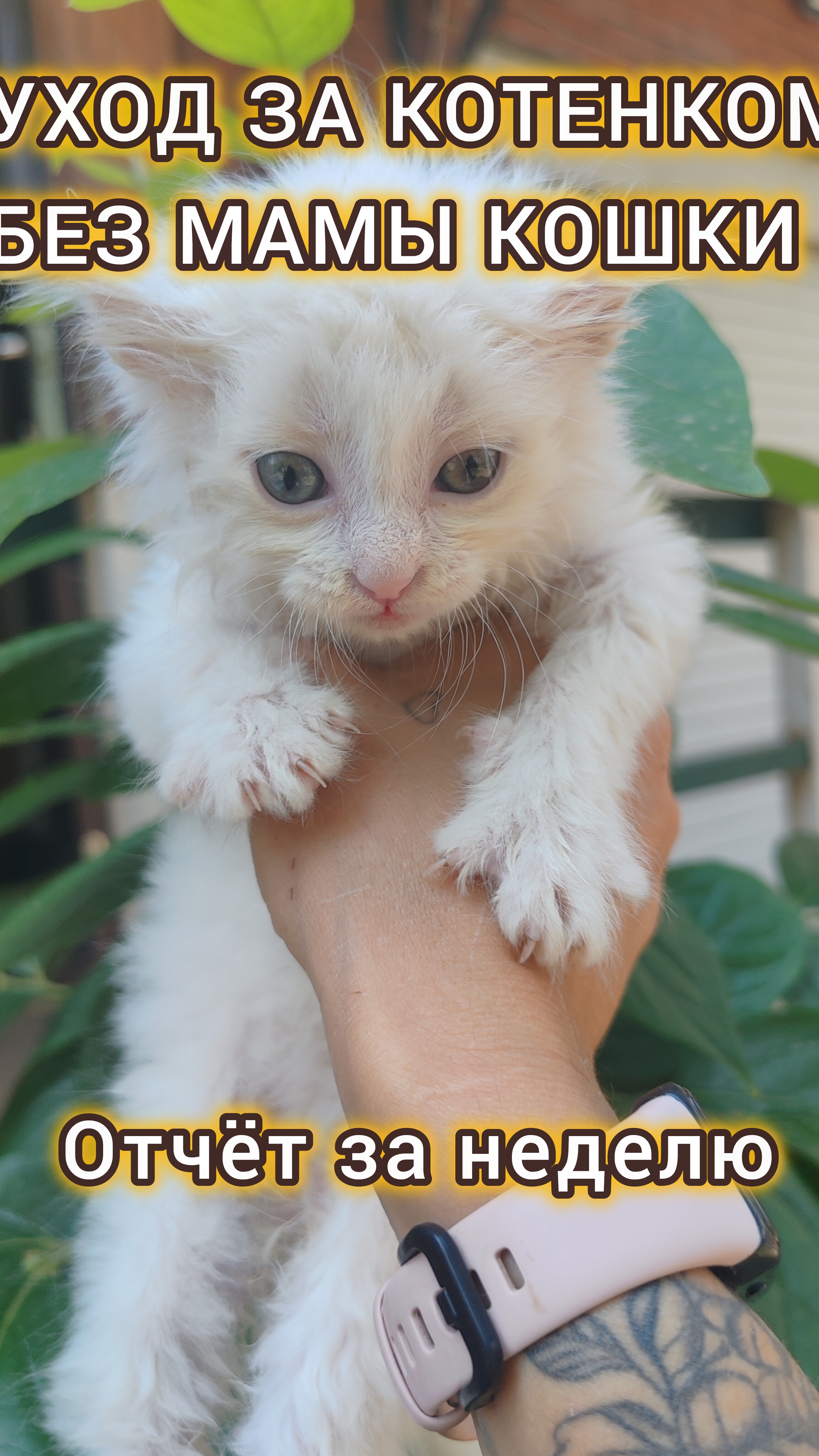 уход за новорождённым котёнком. Часть 3. #туса на речке #happyend #cat #kitten #красиваякошка смотреть онлайн