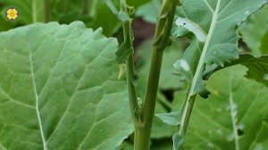 Угроза рапсу. Моль.