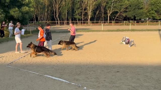ЮНИОРЫ КОБЕЛИ ДШ / КЧК НОВОРОССИЙСК 13 июня`25 Ю.Овсянникова Моно немецких овчарок