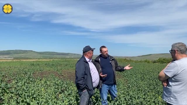 Озимый рапс в Татарстане? смотреть онлайн