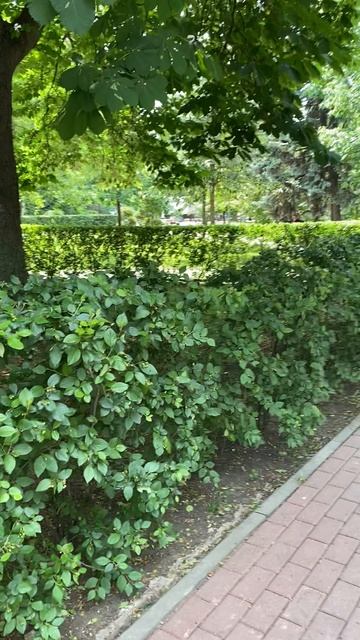 Воронеж, мой Воронеж смотреть онлайн