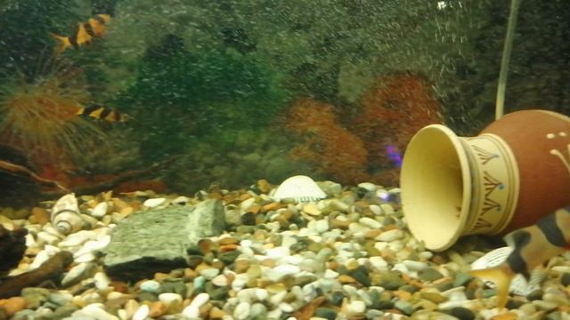 🐟🐠Акара бирюзовая 🐟🐠