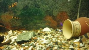 🐟🐠Акара бирюзовая 🐟🐠