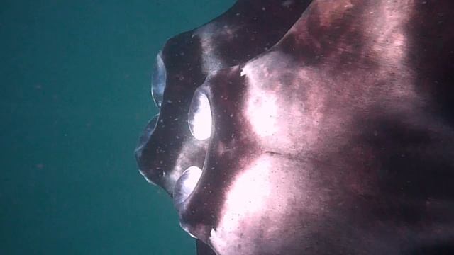 Дикие Мальдивы. Скаты манта смотреть онлайн