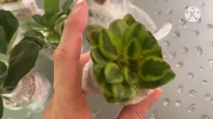 Посылка с фиалками-химерами. Подвяли в дороге.