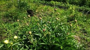 Все пионы пойдут на срезку, Ленинградская область