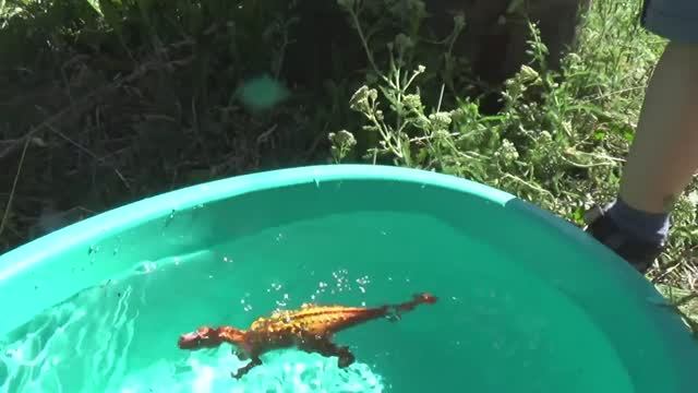 Динозавры игрушки динозавры ловят рыбу.Видео. распаковка обзор Видео для детей смотреть онлайн