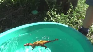 мультик Динозавры игрушки динозавры ловят рыбу.Видео. распаковка обзор Видео для детей