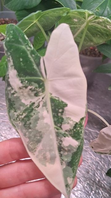 Маленькие алоказии смотреть онлайн