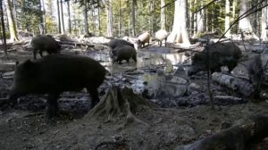 Видео кабаны