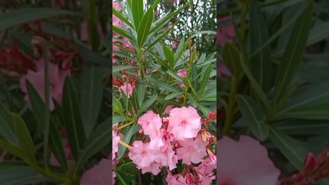 УЛЫБАЙСЯ И ПОЙ смотреть онлайн