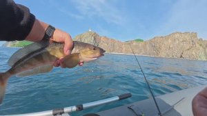 Рыбалка на джиг в северном Приморье. Окунь-терпуг!