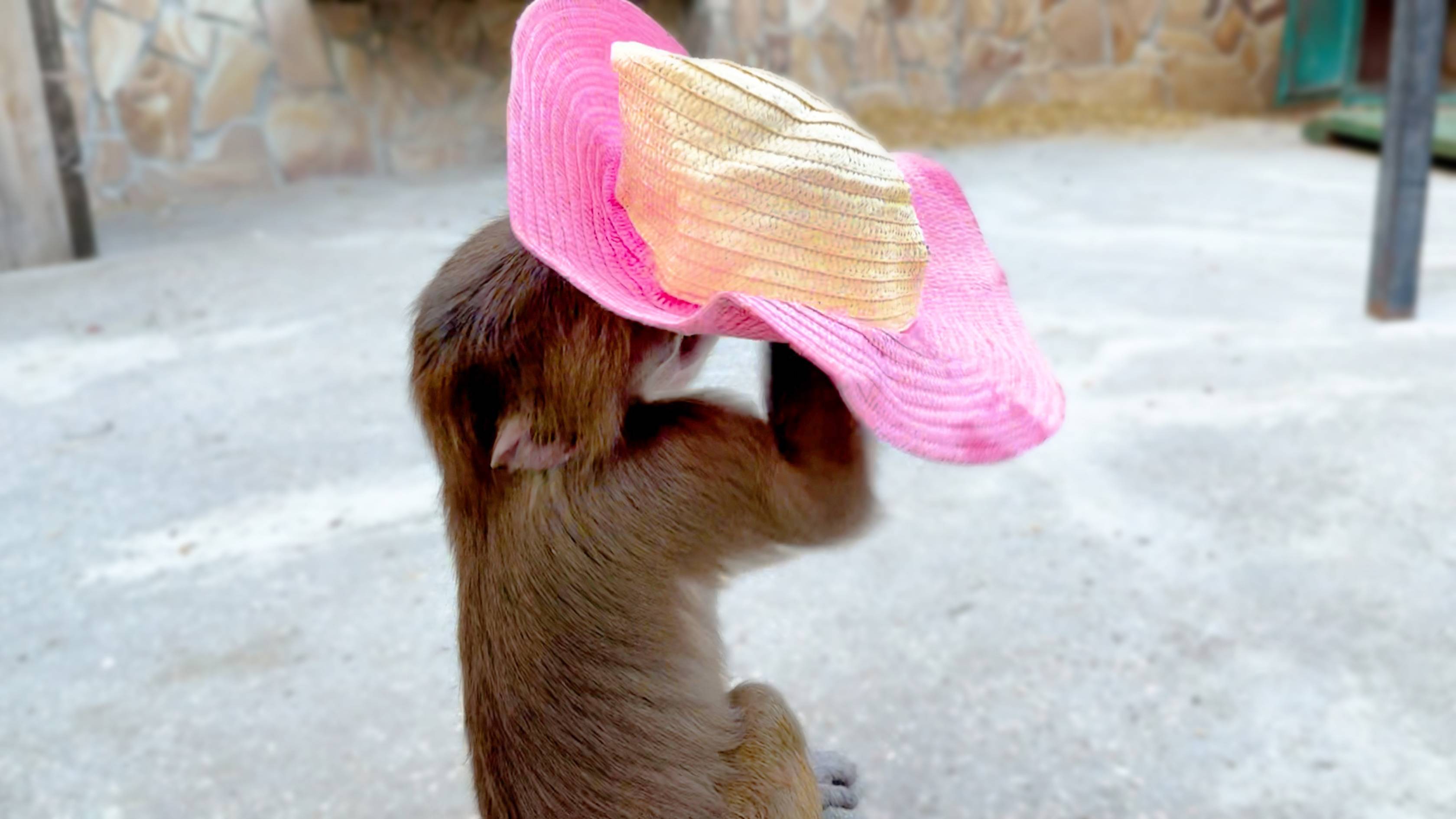 Ухохотаться! Гонки, хитрость, откуп, прятки - ТАКОГО еще не было! Степке ТАК ПОНРАВИЛАСЬ ШЛЯПА! смотреть онлайн