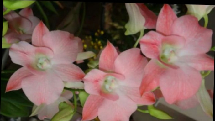 П-1.Ч-6. Ден. Pink Flamingo. Через 89 дн. после получения. Утрата ростика и выход нового . Часть 6