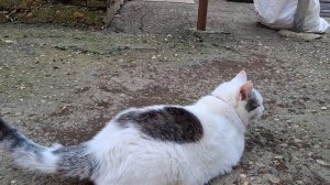 Переезд на юг из Сибири. Купили дом на юге.