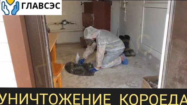 обработка дома от короеда