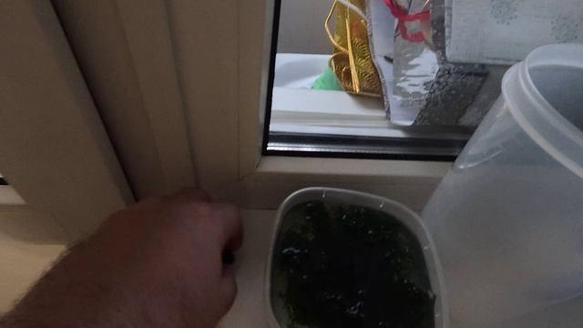 Купил улиток неретин в зоомагазине они все умерли на 3 день смотреть онлайн