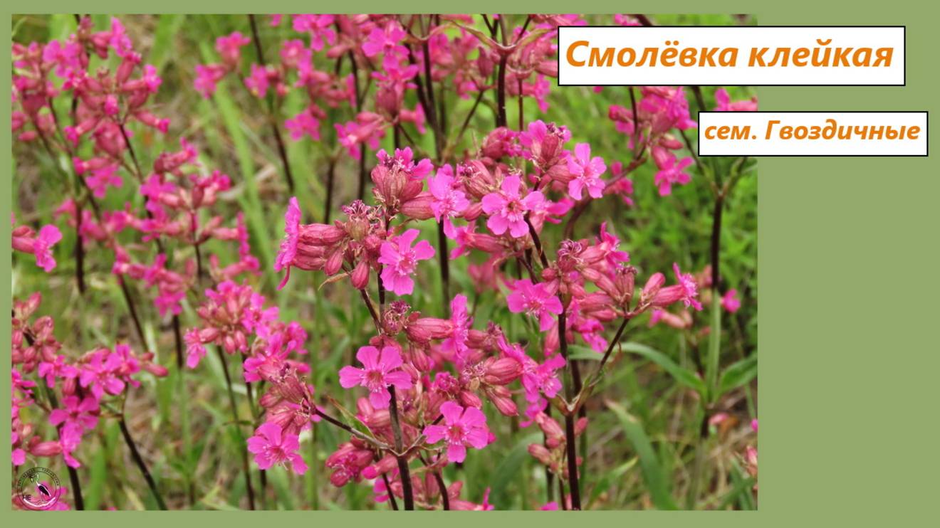 Смолёвка (смолка) клейкая (обыкновенная). Растение из семейства Гвоздичных