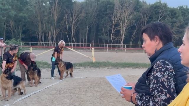 Группа потомков Зависть Богов Император / КЧК НОВОРОССИЙСК 13 июня`25 Моно немецких овчарок