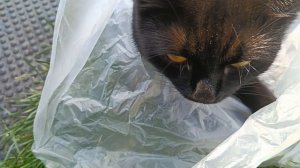 ХОРОШО В САДУ!