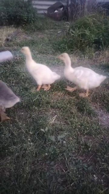 банда гусят смотреть онлайн