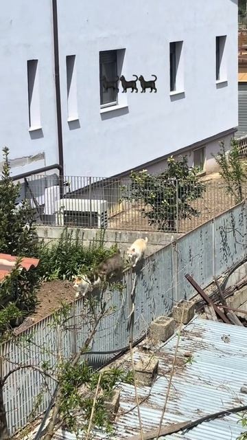 Банда смотреть онлайн