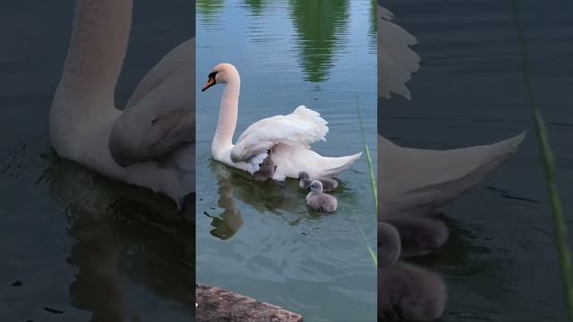 На нашей ферме пополнение, вылупились лебедята. смотреть онлайн