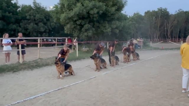 Группа потомков Зависть Богов Пининфарина / КЧК НОВОРОССИЙСК 13 июня`25 Моно немецких овчарок