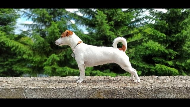 Джек-рассел-терьер плюсы и минусы смотреть онлайн