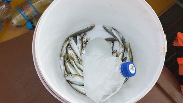 Партенит ставрида Желтое Такси