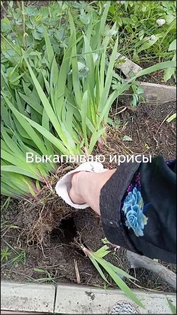 Выкапываю ирисы. смотреть онлайн