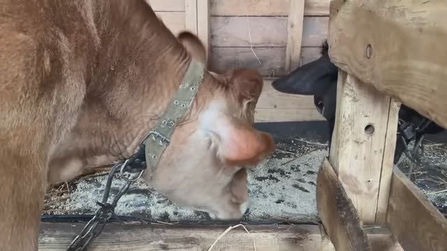 Курятник готов. Но жить в нем некому. Наводим порядок в палисаднике. Собрали первый урожай. смотреть онлайн