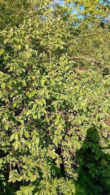 ПЕРВАЯ НЕУДАЧНАЯ РЫБАЛКА С НОЧЕВКОЙ! РЕКА МАЛАЯ КОКШАГА! 24.05.2025 ГОДА ЧАСТЬ-3 #fishing #рыбалка смотреть онлайн