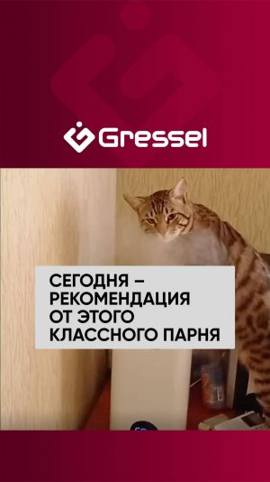 Котики такие котики
