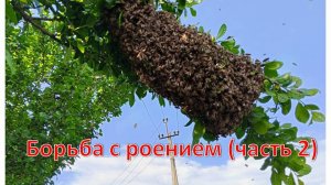 Борьба с роением (часть 2)