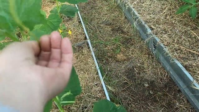 13,14 июня 2025г.Опять дети в гостях.Новые жильцы.Опять лом смотреть онлайн