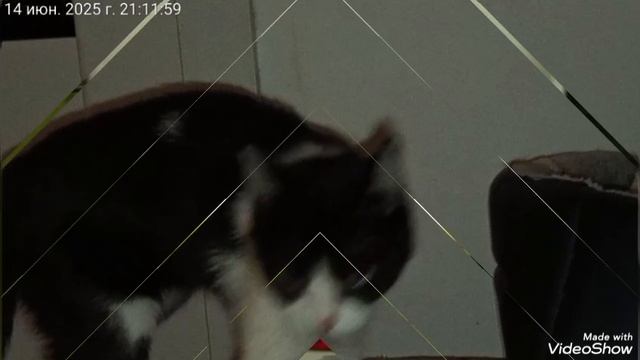 Мариуполь ⛵ Мои любимки 🐈🐈🐈🖥️🌦️ смотреть онлайн