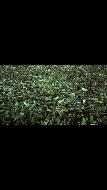 Как собирают и делают ЧАЙ