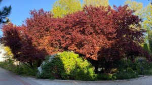 Пансионат "Солнечный", Крым