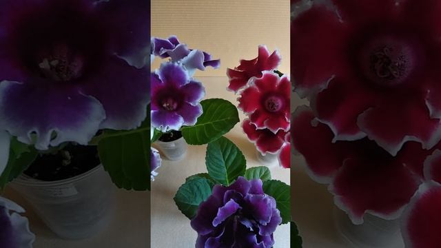 глоксиньи из семян смотреть онлайн