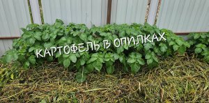 Картофель в опилках: рост, окучивание и результаты через 70 дней после посадки.