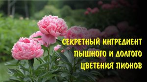 Экобомба для пионов. Ваши соседи обзавидуются и порадуются. Народница Елена Храмушина.